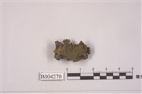 藏品(蛇蘚)的圖片